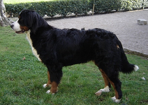 Anoushka (Sans Affixe)