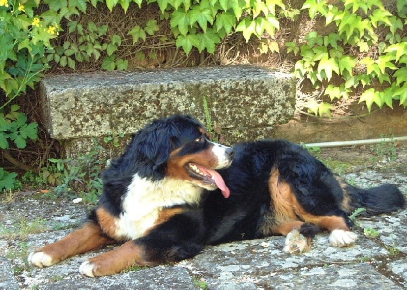 Cévennes du Haras de la Vergne