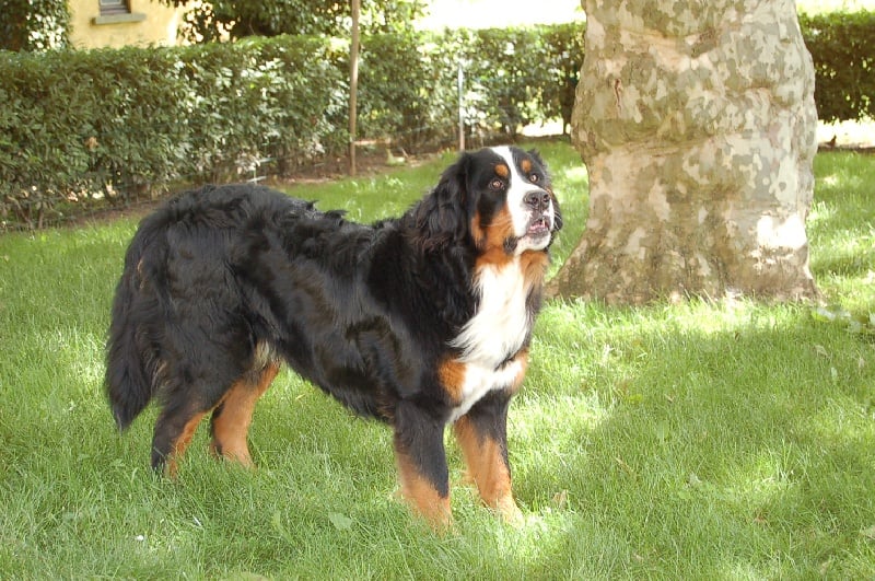 Azimut (Sans Affixe)