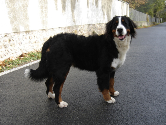Anoushka (Sans Affixe)
