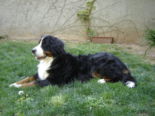 Anoushka (Sans Affixe)