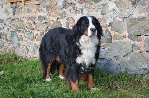 Anoushka (Sans Affixe)