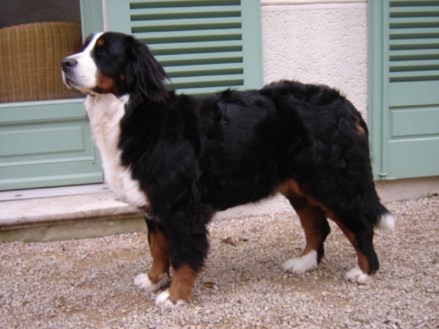 Anoushka (Sans Affixe)