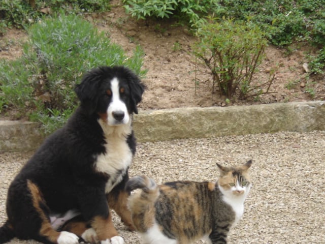 Anoushka (Sans Affixe)