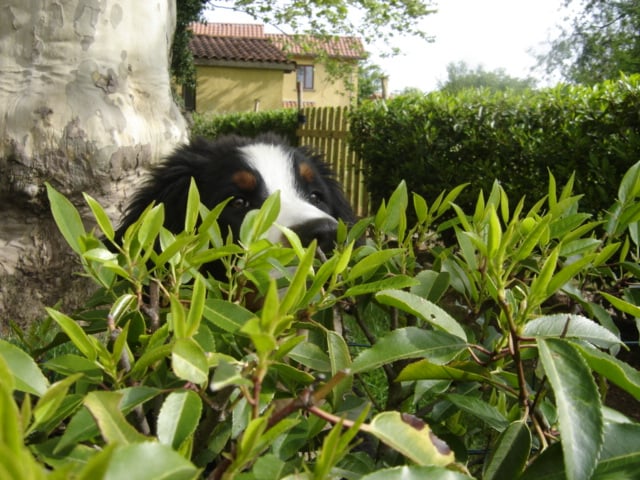 Anoushka (Sans Affixe)
