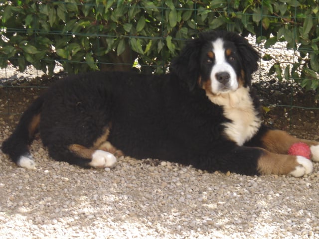 Anoushka (Sans Affixe)