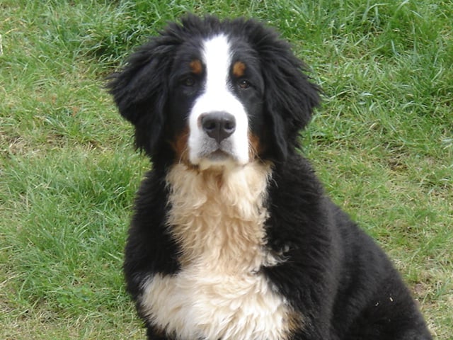Anoushka (Sans Affixe)