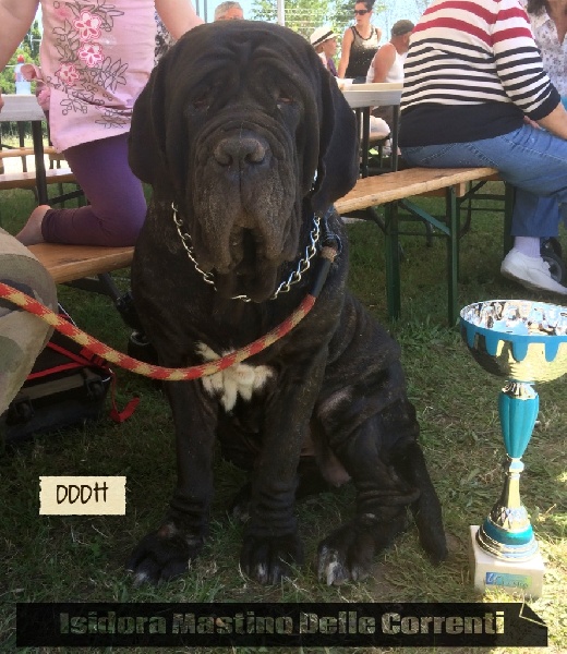 Isidora mastino delle correnti - 1er Excellent CACS classe Intermédiaire et Meilleur De Race