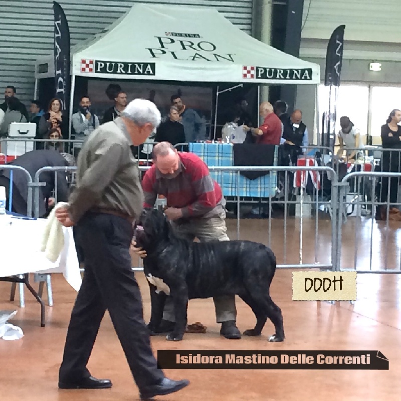 Isidora mastino delle correnti - 1er Excellent CACS classe Intermédiaire et Meilleur De Race