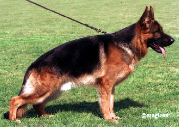 Accueil Elevage Du Refuge De Basso Eleveur De Chiens