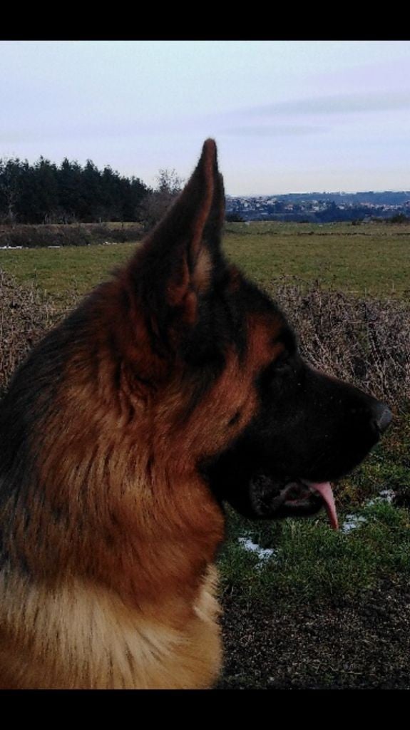 Publication : De l'hacienda del matador Auteur : Bruno