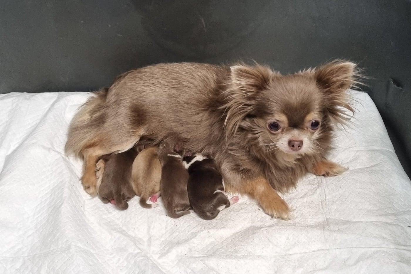 Chiot N°1 - Chihuahua