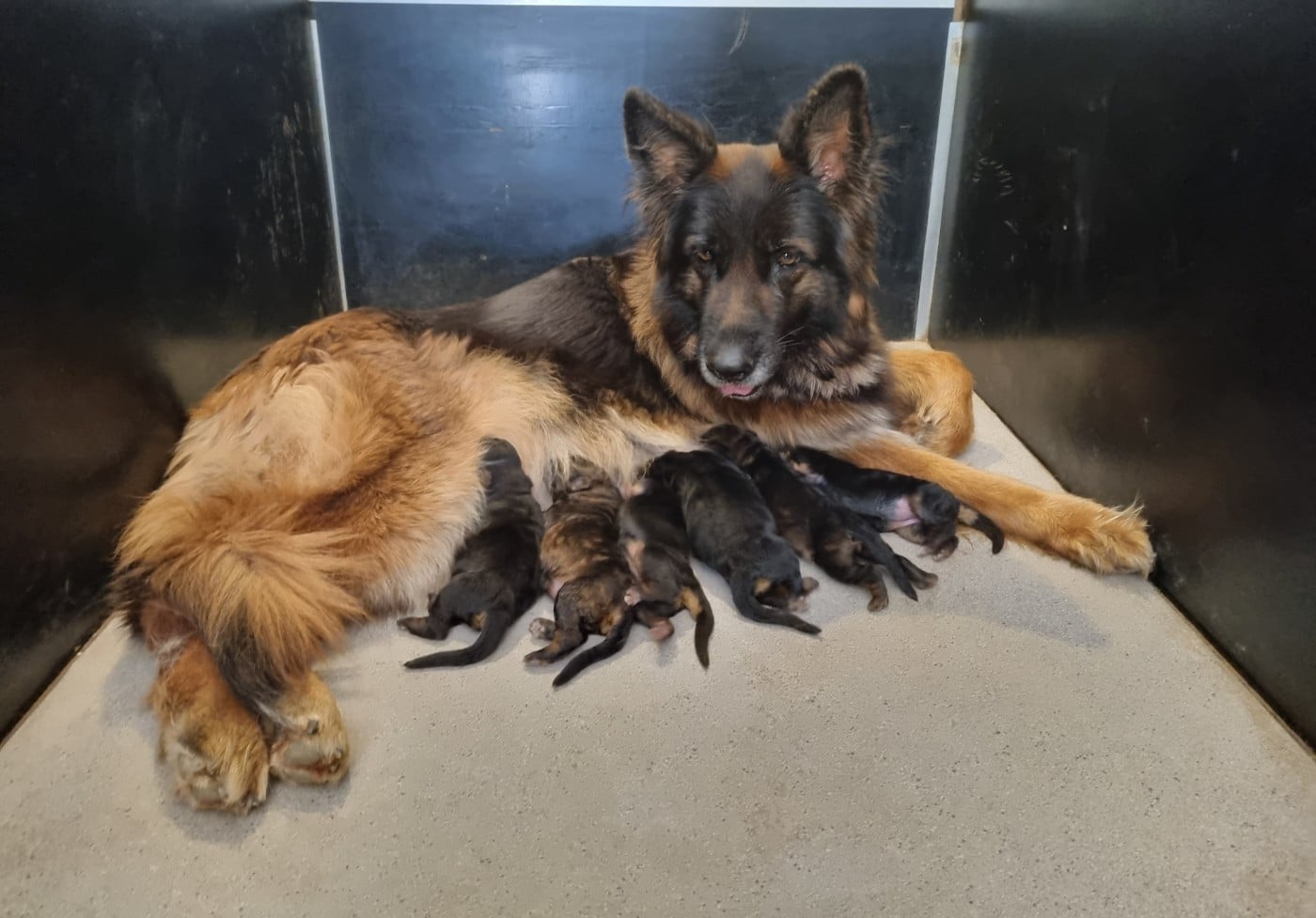 Berger Allemand Poil Long - De l'hacienda del matador