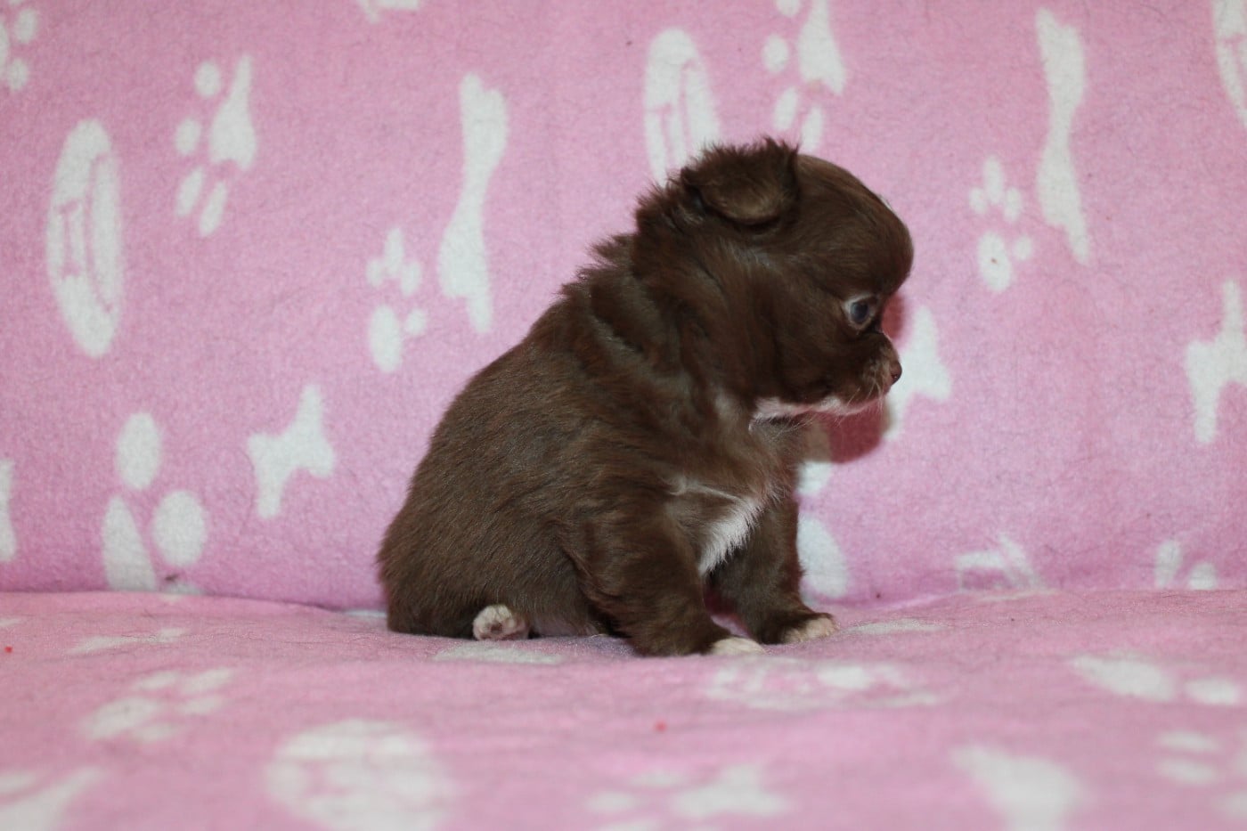 BALTO