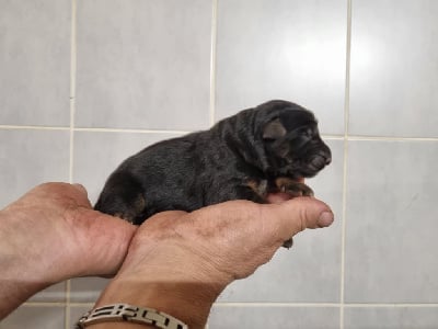 Les chiots de Berger Allemand Poil Long