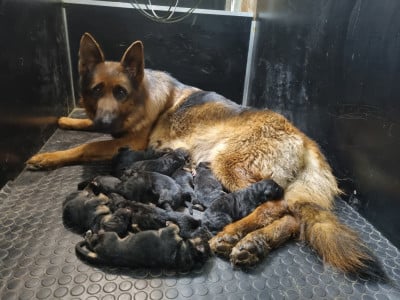 Les chiots de Berger Allemand