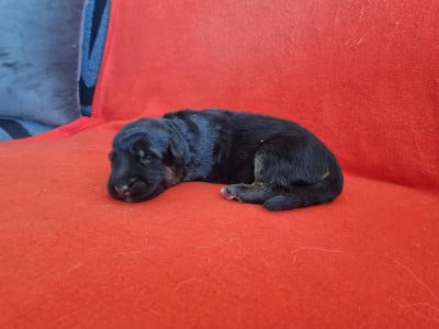 Les chiots de Berger Allemand