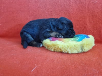 Les chiots de Berger Allemand