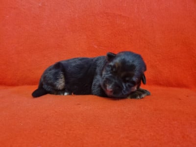 Les chiots de Berger Allemand