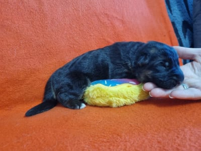 Les chiots de Berger Allemand