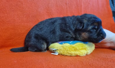 Les chiots de Berger Allemand