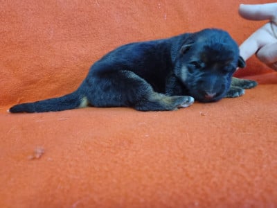 Les chiots de Berger Allemand