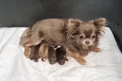 Chiot N°1 - Chihuahua