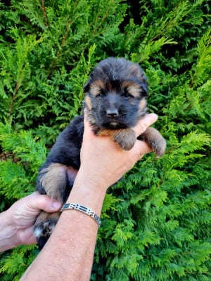 Les chiots de Berger Allemand