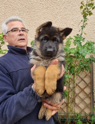 Les chiots de Berger Allemand