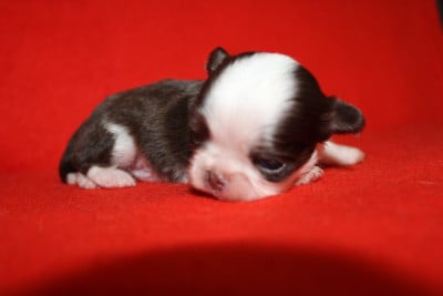 Les chiots de Chihuahua