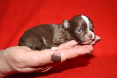 Les chiots de Chihuahua