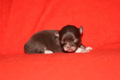 Les chiots de Chihuahua