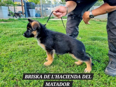 Les chiots de Berger Allemand