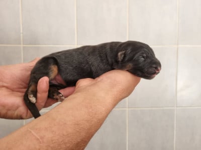 Les chiots de Berger Allemand Poil Long