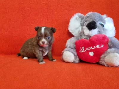 Les chiots de Chihuahua