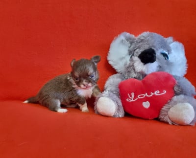 Les chiots de Chihuahua