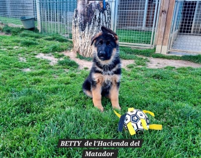 Les chiots de Berger Allemand