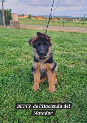 Les chiots de Berger Allemand