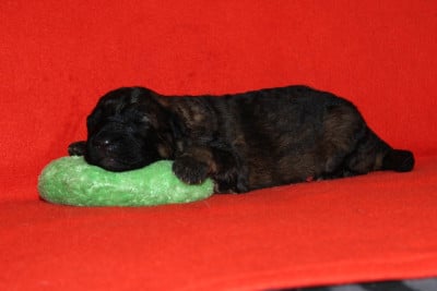 CHIOT 6 - Berger Allemand Poil Long