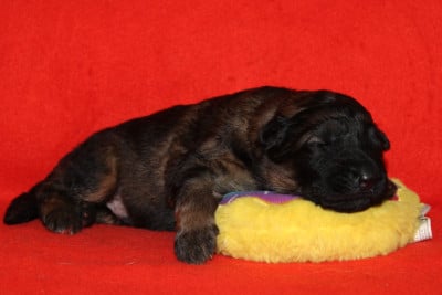 CHIOT 7 - Berger Allemand Poil Long