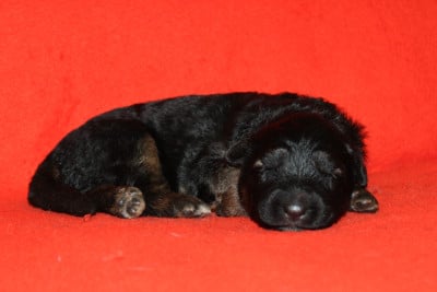 CHIOT 3 - Berger Allemand Poil Long