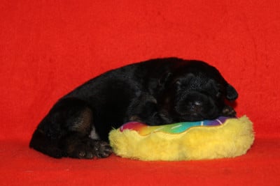 Les chiots de Berger Allemand Poil Long