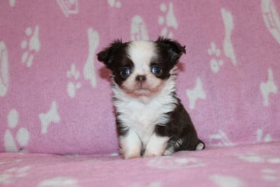 Les chiots de Chihuahua