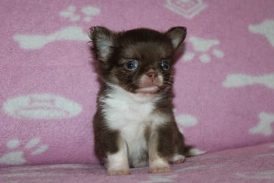 Les chiots de Chihuahua