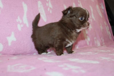Les chiots de Chihuahua