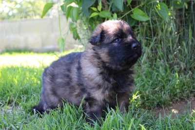 Les chiots de Berger Allemand Poil Long