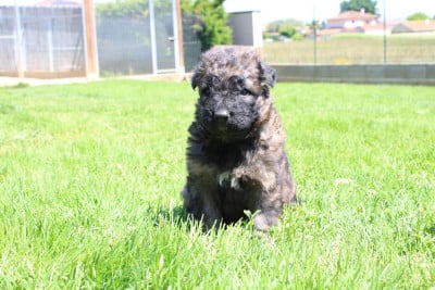 Les chiots de Berger Allemand Poil Long