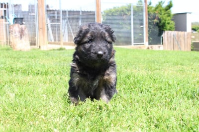 Les chiots de Berger Allemand Poil Long