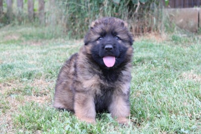 Les chiots de Berger Allemand Poil Long