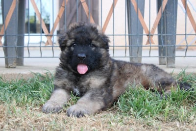 Les chiots de Berger Allemand Poil Long